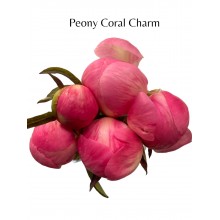 Peony - Coral Charm 62cm (Seasonal)