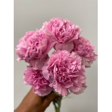 Carnation - Boheme / Pink