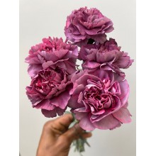 Carnation - Hypnosis 