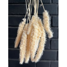 Setaria Bleached 