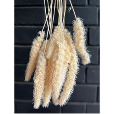 Setaria Bleached 