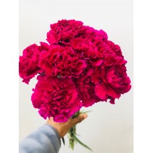 Carnation - Ravel 