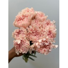 Carnation - Nabio Lavenda
