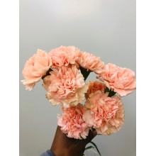 Carnation - Pink Gladiator