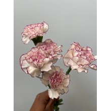 Carnation - Sonatina 