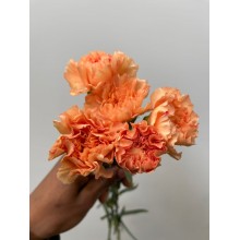 Carnation - Tamarindo 