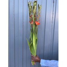 Gladiolus - Live Oak (Orange) 