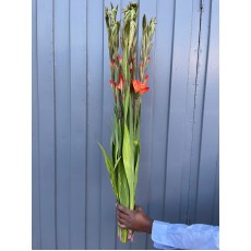 Gladiolus - Live Oak (Orange) 120cm