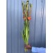 Gladiolus - Live Oak (Orange) 120cm