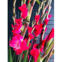 Gladiolus - Fairy-tale Pink 