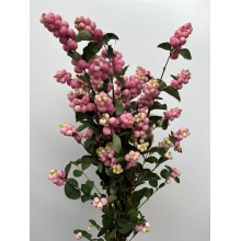 Symphor Magical Pride 80cm 