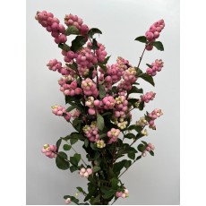 Symphor Magical Pride 80cm 