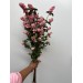 Symphor Magical Pride 80cm 