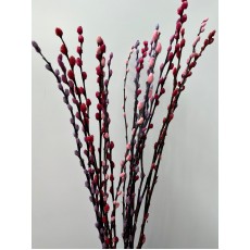 Salix Snowflake Love 70cm