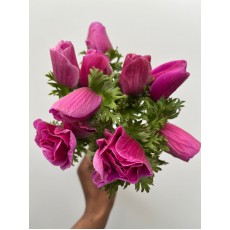 Anemone Dark Cerise
