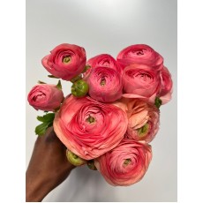 Ranunculus Clooney Salmon
