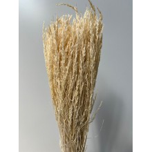 Cypressina Dyed Bleached 