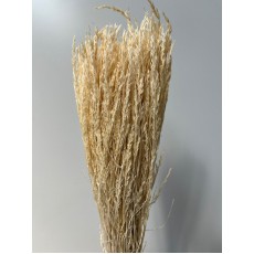 Cypressina Dyed Bleached 