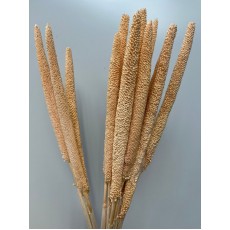 Babala Terra 