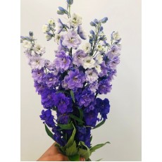 Delphinium Lavender
