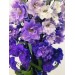 Delphinium Lavender