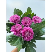 Chrysanthemum Purple
