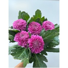 Chrysanthemum Purple