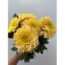 Chrysanthemum - Mustard Cruella Chrysanthemum - Mustard Cruella