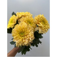 Chrysanthemum - Mustard Cruella