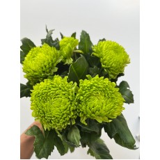 Chrysanthemum Alemarni Green 