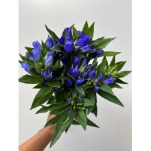 Gentania Blue Sky Gentania Blue Sky