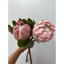 Protea King Pink 