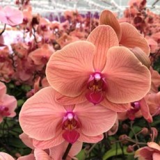 Phalaenopsis - dark Peach  7-9 Buds 