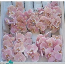 Phalaenopsis - Light Pink 5-7  Buds 