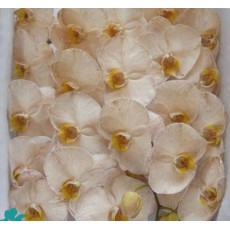 Phalaenopsis - Brown 7-9 Buds 