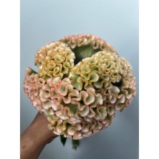 Celosia - Haute Couture 75cm