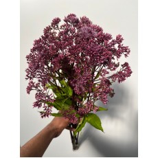 Eupatorium Purpureum 90cm