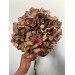 Hydrangea - Dark Magical Ruby Glow 40cm