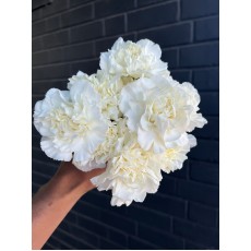 Carnation - White Ramaya 