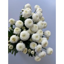 Chrysanthemum Newton 