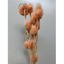 PRESERVED CARDUS - LIGHT PINK