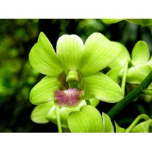 Den  Burana Green