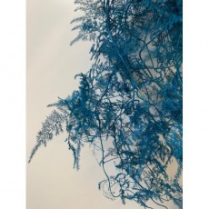 Asparagus - Painted Deep Turquoise