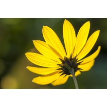 Jerusalem Artichoke Flower 