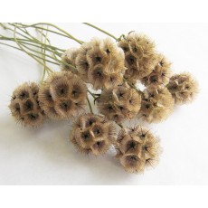 Scabiosa Sternkugel