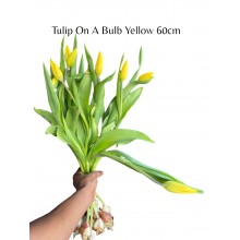 Tulip on a Bulb Yellow