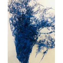 Asparagus - Painted Royal Blue Ice