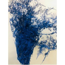 Asparagus - Painted Royal Blue Ice
