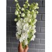 Delphinium Guardian White 