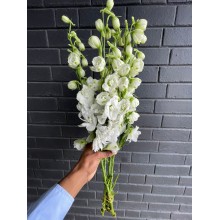 Delphinium Guardian White 